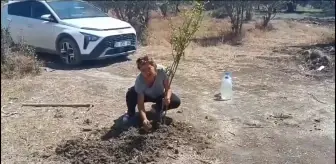 Hatay'da TOKİ konutları için sökülen zeytin ağaçları yerine yenileri dikiliyor