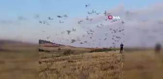 Isparta'ya bin adet çil keklik doğaya bırakıldı