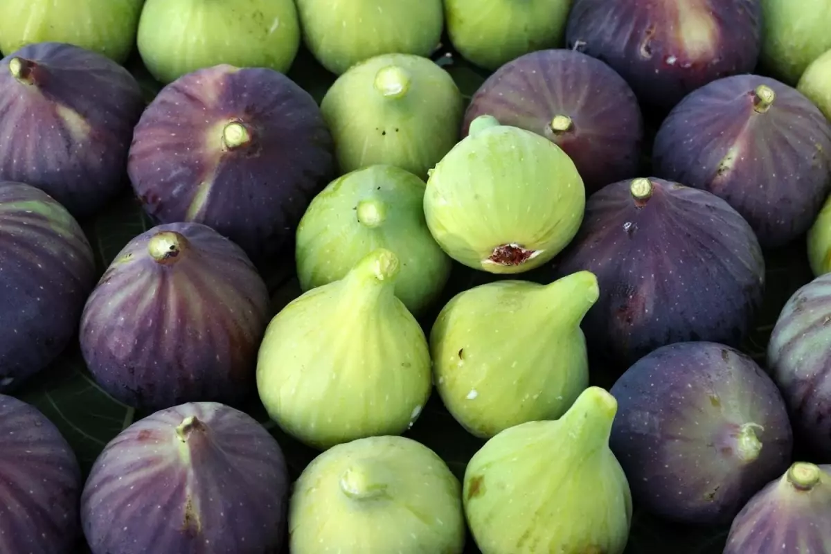 Bursa Siyah İnciri AB'den Tescil Aldı