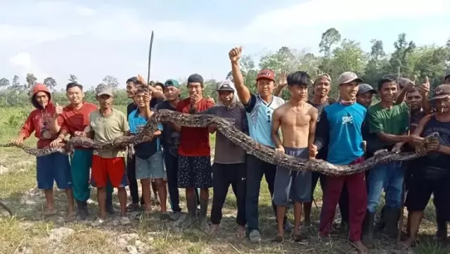 A 5-meter-long snake in Indonesia swallowed an elderly woman.