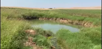 Şanlıurfa'da pamuk tarlalarında obruklar oluştu