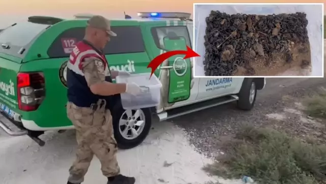 270 scorpions collected without permission from nature were found in the vehicle stopped by the gendarmerie.