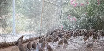 Kahramanmaraş'ta deprem sonrası keklik üretim istasyonu faaliyete geçti