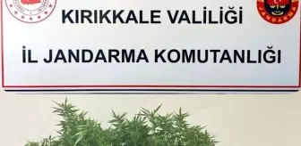 Kırıkkale'de 400 Gram Esrar ve 6 Kök Kenevir Ele Geçirildi