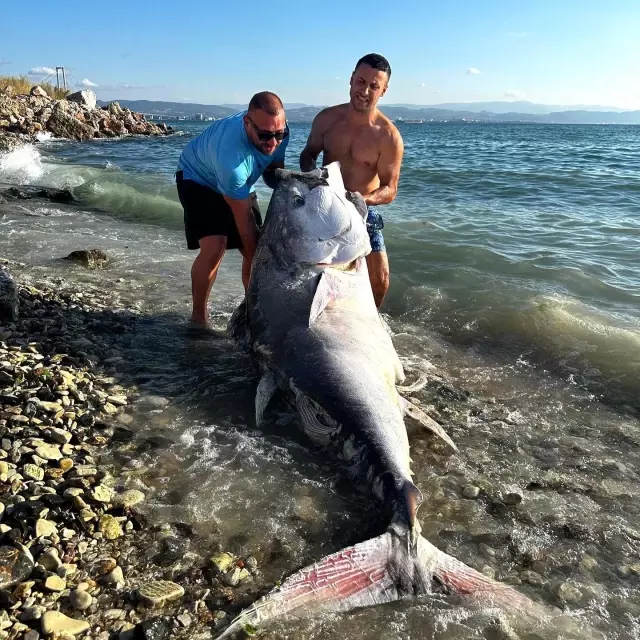 Weighing a full 320 kilograms! Rare bluefin tuna caught in the Marmara Sea