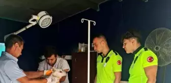 Zonguldak'ta polis ekipleri yaralı köpeği kurtardı