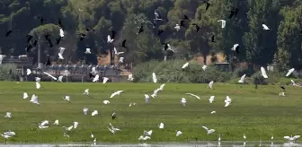 Manisa'da kuruyan Marmara Gölü'nün yerine yeni su kuşu durağı