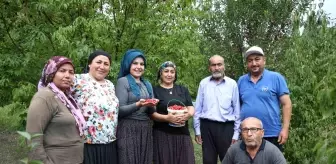 Feke'de Kızılcık Kirazı Hasadı Başladı