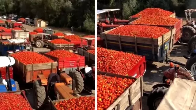 Turkey's bleeding wound! Farmers who cannot sell their produced tomatoes revolted.