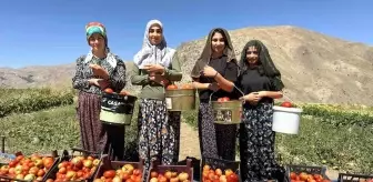 Yüksekova'da Kadınlar Domates Hasadına Başladı