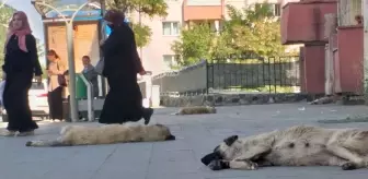 Ağrı'da Başıboş Köpekler Tedirginlik Yaratıyor