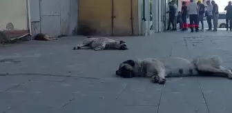 Ağrı'da Başıboş Köpekler Tedirginlik Yaratıyor