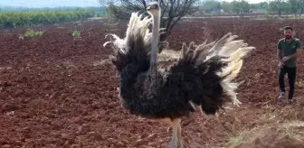 Suriye'den kaçıp sınırı geçen deve kuşu Kilis'te yakalandı