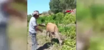 Nesli Tehlike Altındaki Kızıl Geyik Tarlada Kavun Yerken Görüntülendi