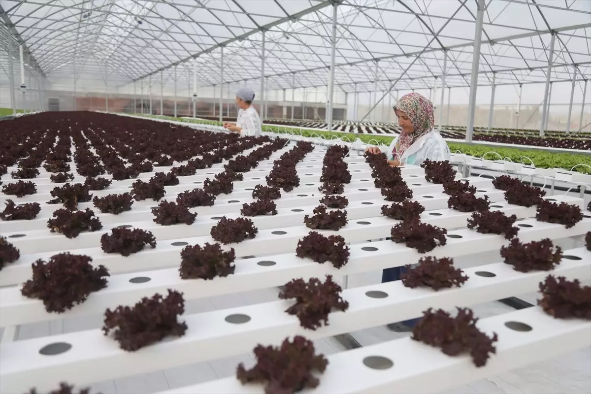 Samsun Bafra Tarıma Dayalı İhtisas Sera OSB'de İlk Fideler Toprakla Buluştu