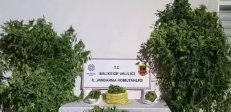 Balıkesir'de Kenevir Bitkisi Eken 2 Şüpheli Yakalandı