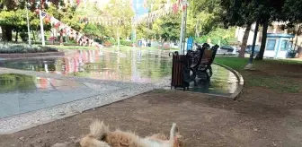 Samsun'da ilginç şekillere bürünen sokak köpeği