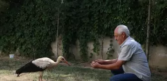 Kanadı Yaralanan Leylek Yavrusu Tedavi Altına Alındı