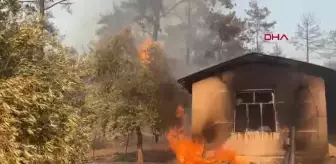 Muğla'da orman yangını