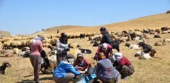 Yüksekova'da Berivanlar Yaylada Ürün Satarak Aile Bütçelerine Katkıda Bulunuyor