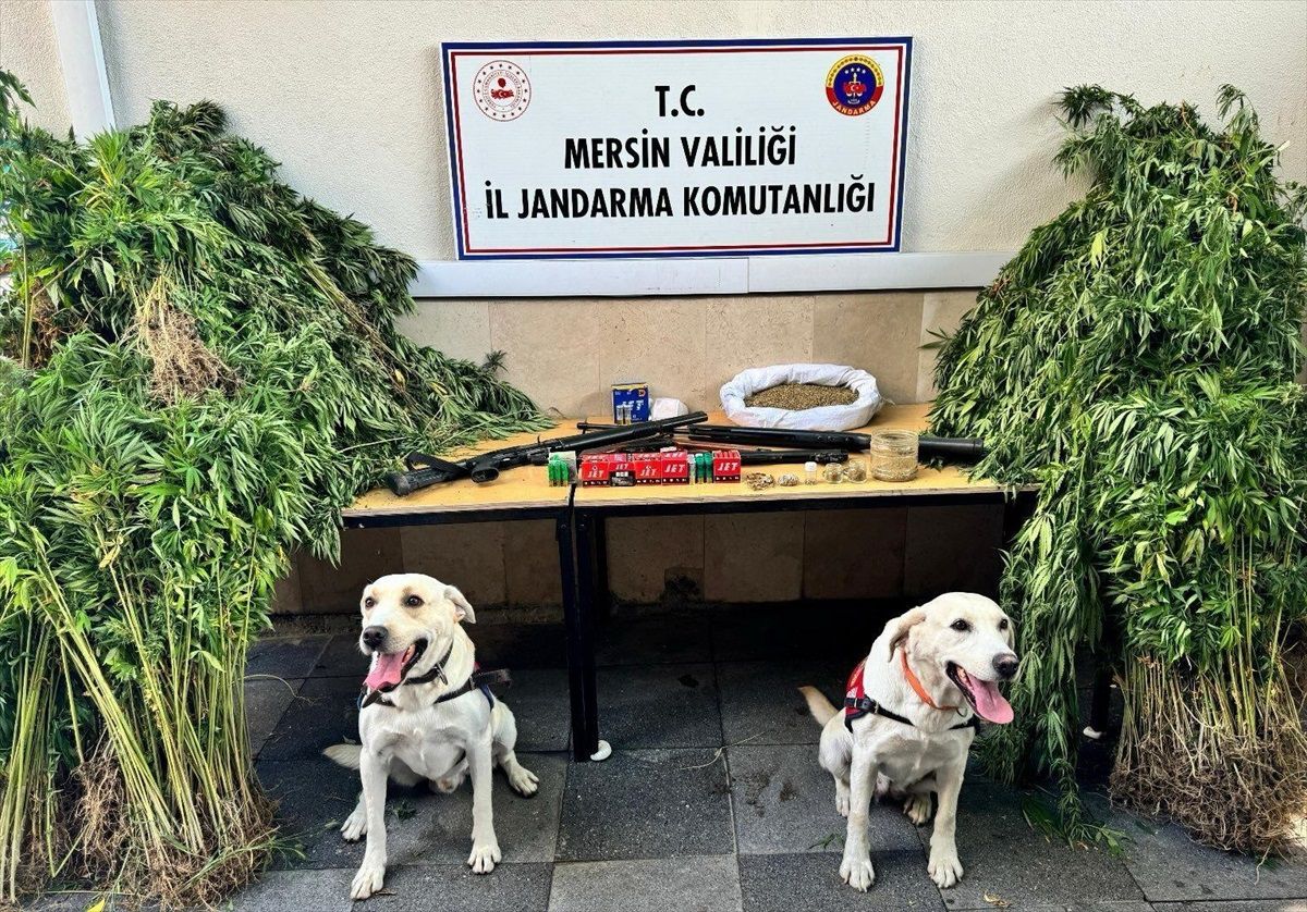 Mersin'de 1623 kök Hint keneviri ve 6 kilo 580 gram esrar ele geçirildi