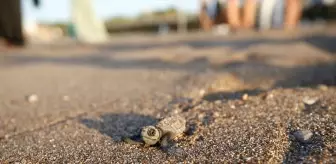 Antalya'da Caretta Carettaların Yuva Sayısı Rekor Seviyeye Ulaştı