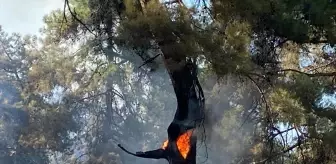 Antalya Kaş'ta Orman Yangını: Havadan ve Karadan Müdahale Devam Ediyor