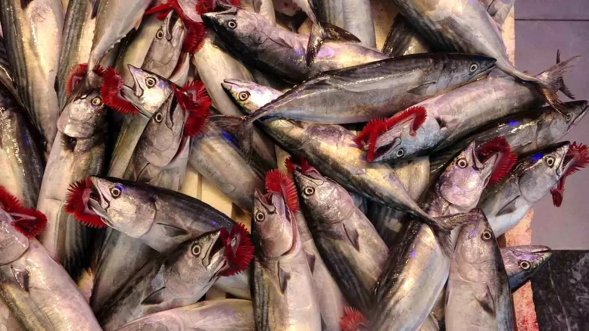 Denizlerde av yasağı sona erdi, balık tezgahlarında palamut bolluğu yaşanıyor