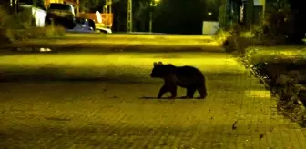 Kars'ın Sarıkamış ilçesinde bozayı ve yavruları yiyecek ararken görüntülendi