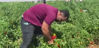 Şanlıurfa'da Acı Biber Hasadı Devam Ediyor