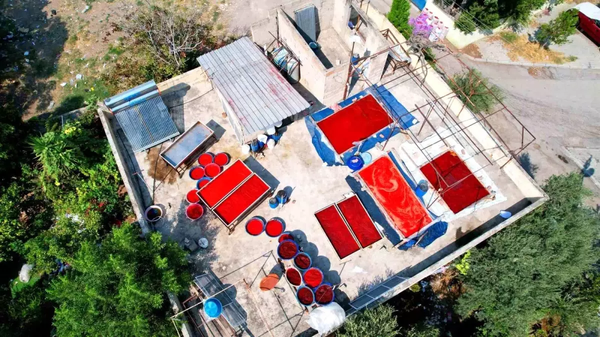 Adana'da Kırmızı Biber Hasadıyla Salça Sezonu Açıldı