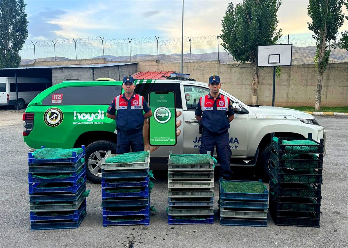 Doğubayazıt'ta 300 Kilogram Canlı Kurbağa Ele Geçirildi
