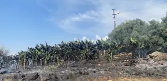 Antalya'da çıkan yangın muz bahçelerine sıçradı