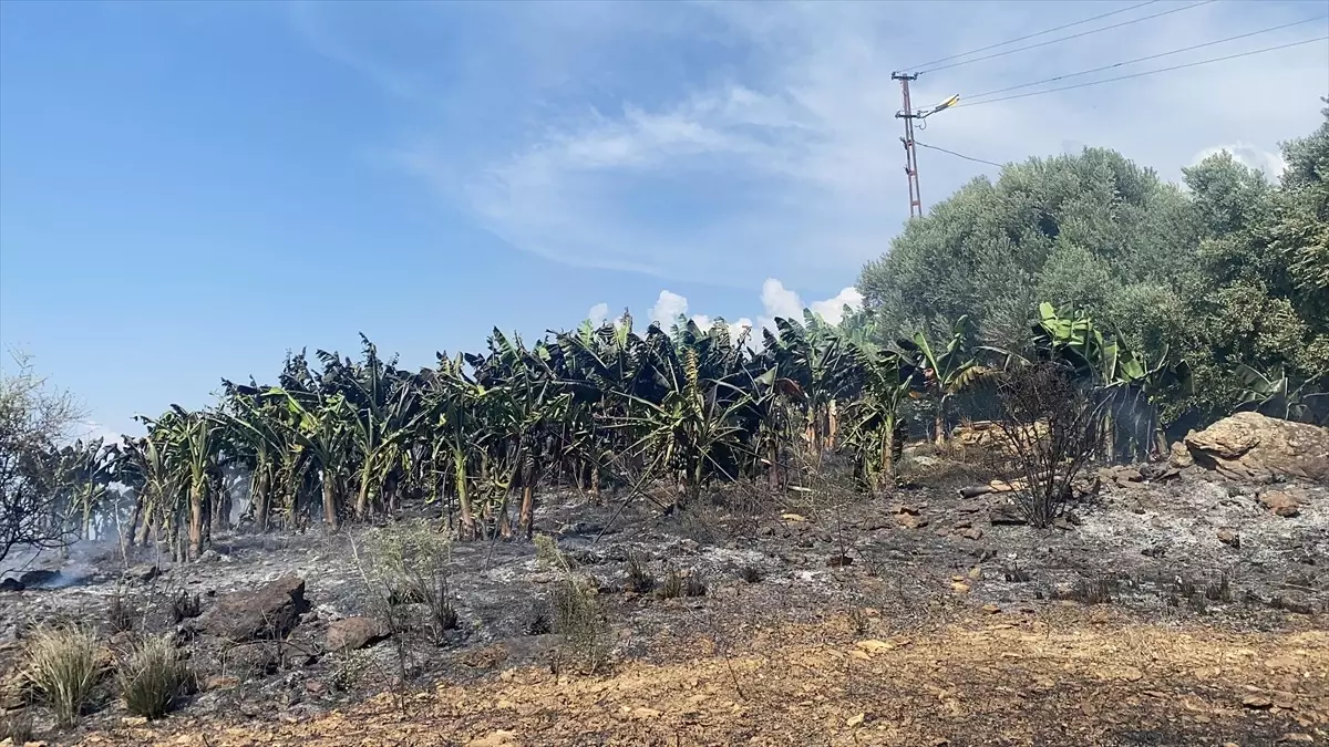 Antalya'da çıkan yangın muz bahçelerine sıçradı