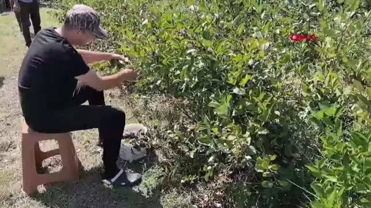 İnegöl'de Aronya Hasadı Başladı