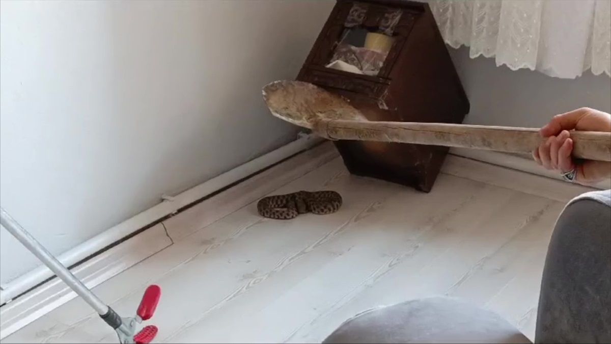 Elazığ'da eve giren yılan itfaiye ekiplerince yakalandı