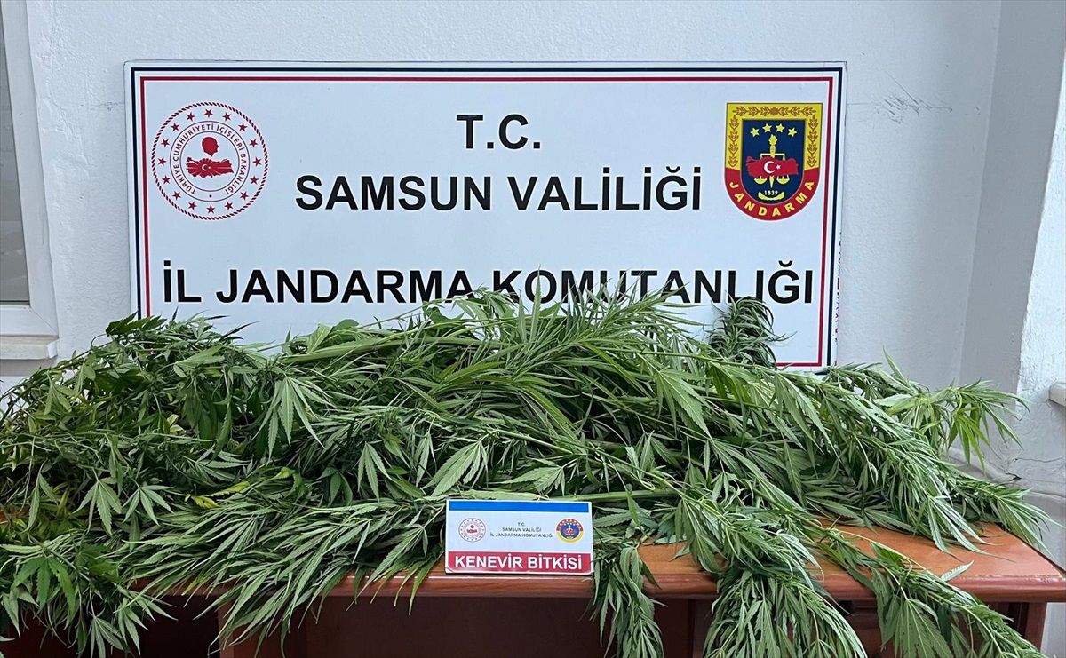 Samsun'da Fındık Bahçesine Kenevir Eken Şüpheli Gözaltına Alındı