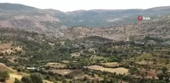 Gercüş'te sumak hasadı