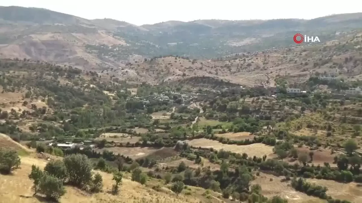 Gercüş'te sumak hasadı