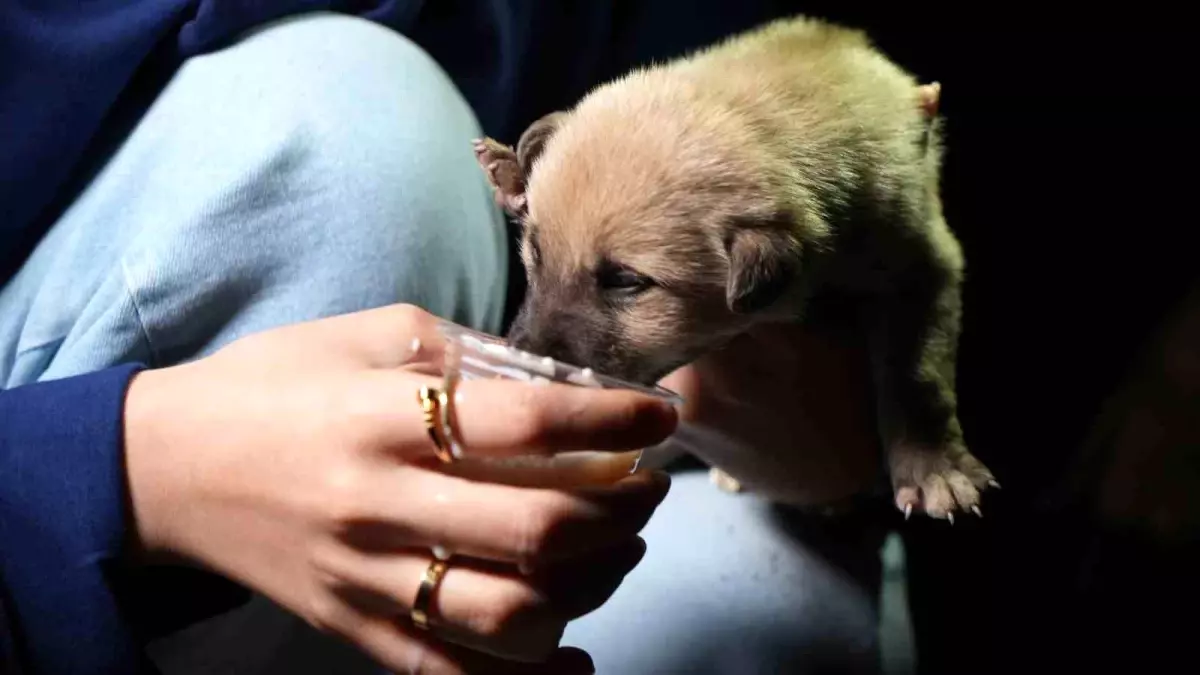 Kırıkkale'de Terk Edilen Yavru Köpekler Süt ile Beslendi