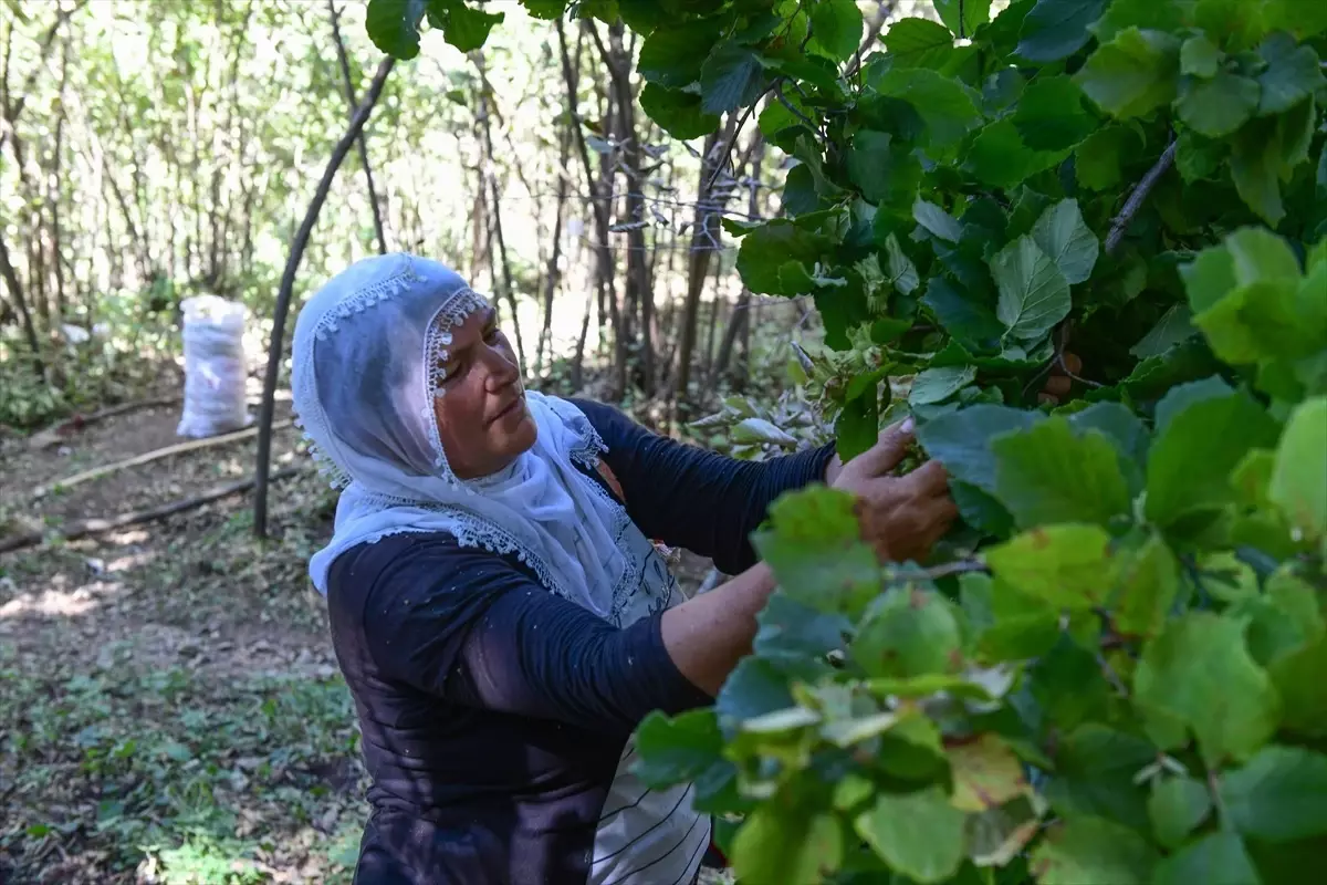 Hizan'da çiftçiler fındık hasadına başladı