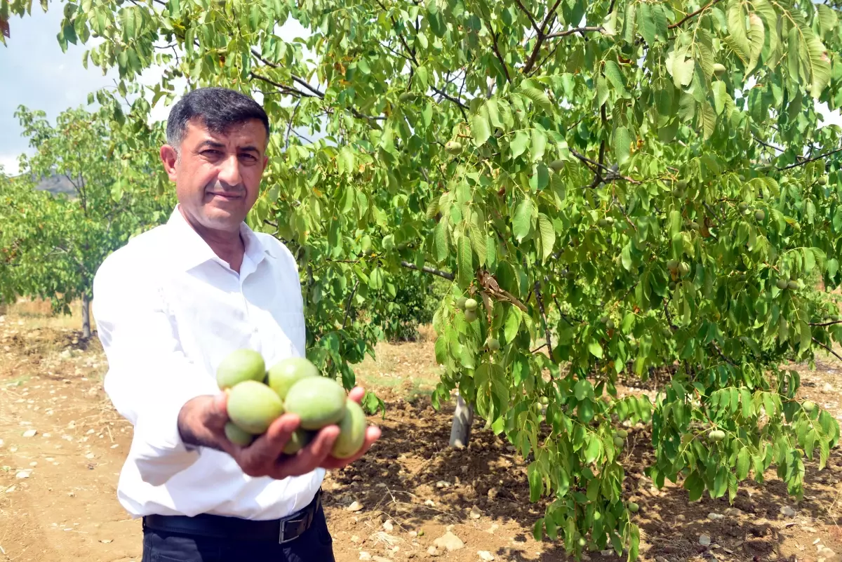 Çağlayancerit Cevizinin Hasadı Başladı