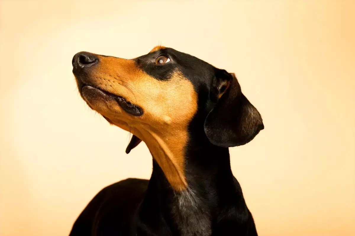 Hastalıkları Kokularıyla Teşhis Etmek Mümkün Olabilir