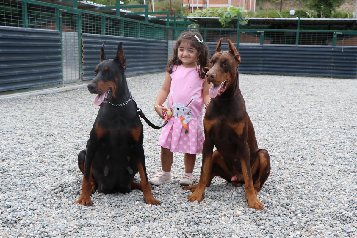 Samsun'da Azerbaycanlı Doktor, Doberman Çiftliği Kurdu