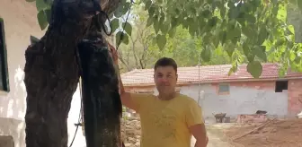 Edirne'de 72 kilogramlık yayın balığı yakalandı