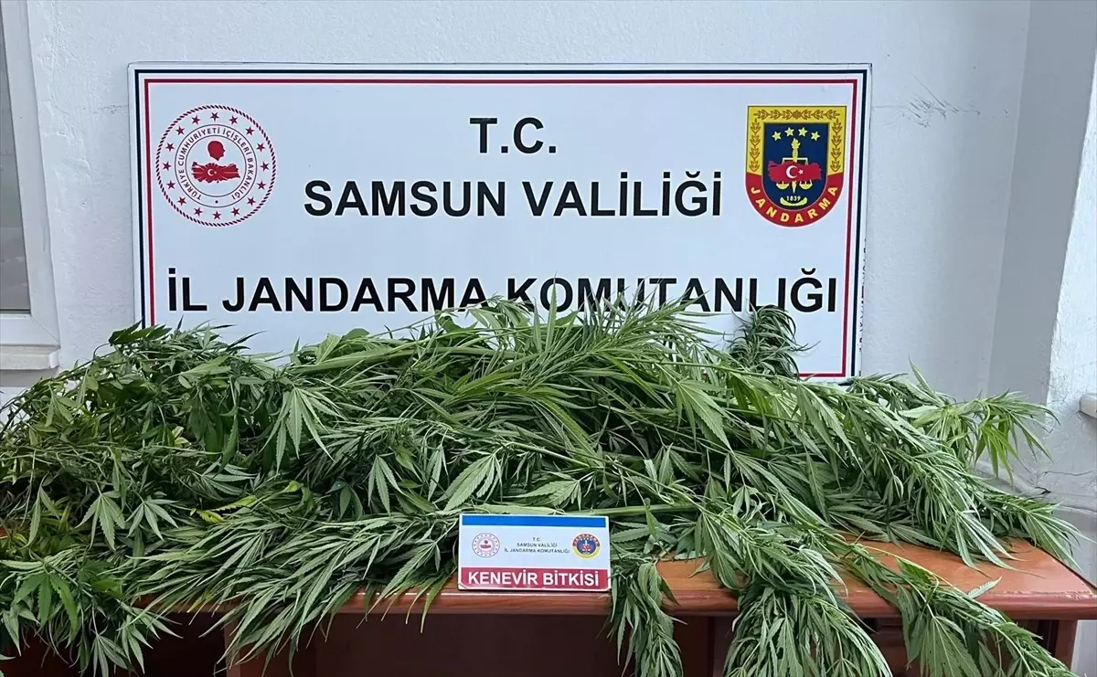 Samsun'da Fındık Bahçesine Kenevir Eken Şüpheli Gözaltına Alındı