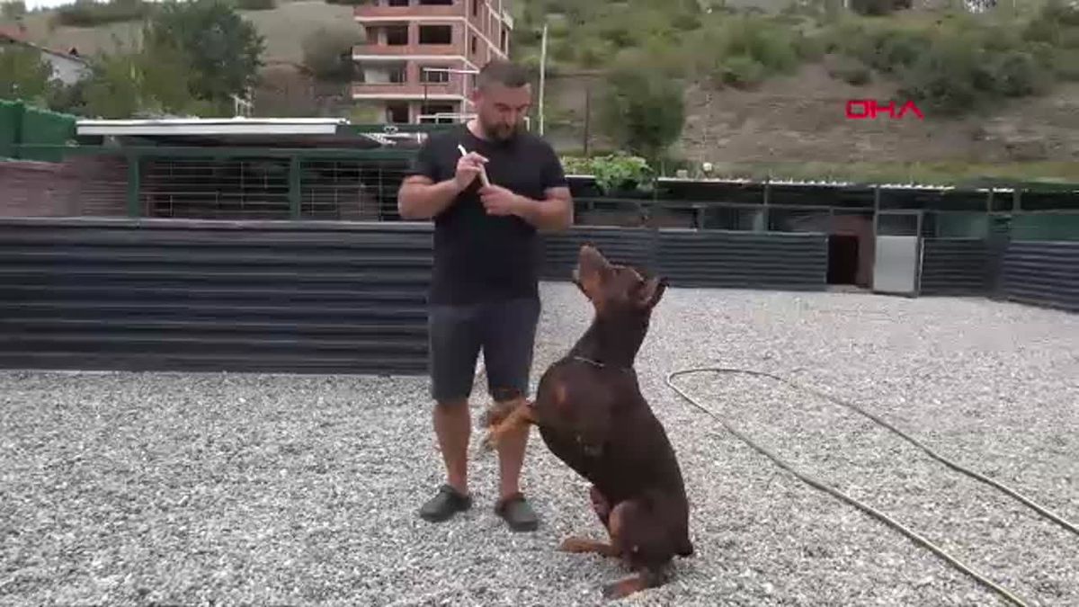 Azerbaycanlı Elgün Dadaşov'un Doberman Çiftliği Uluslararası Talep Görüyor