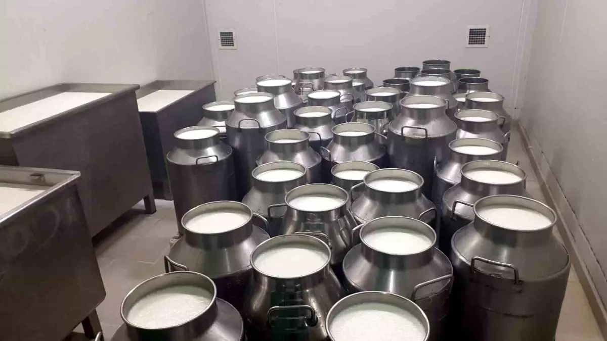 Aydın'ın Söke İlçesinde 368 Süt Üreticisine 3 Milyon 486 Bin 600 TL Süt Primi Tahakkuk Etti