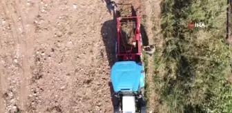 Yüksek verim ve kaliteye rağmen patates üreticileri tarla satış fiyatını düşük buldu