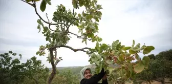 Çanakkale'de Antep Fıstığı Hasadı Başladı